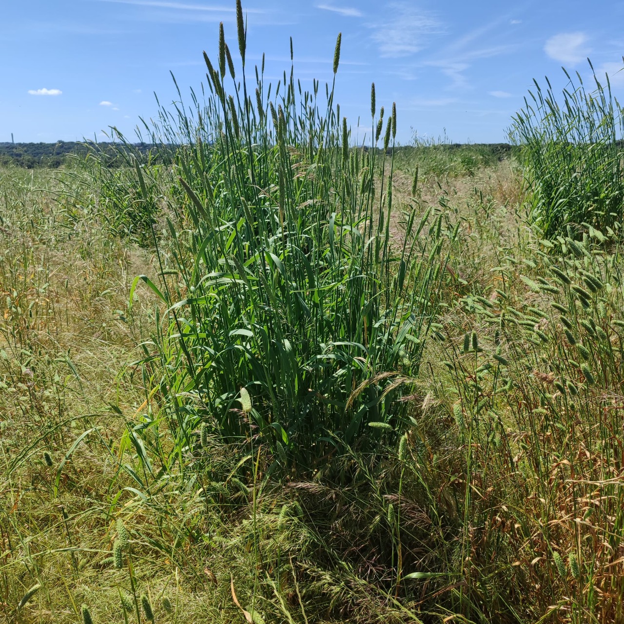 Gramínea perenne