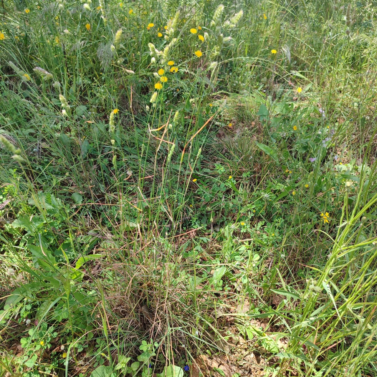 Gramínea perenne